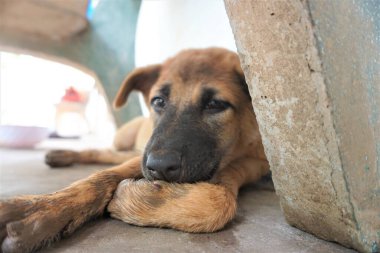 Adorable, mischievous woof puppy