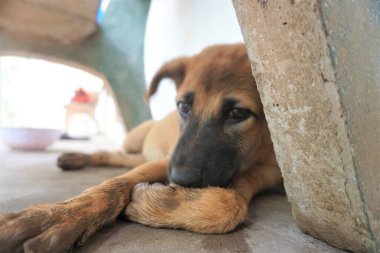 Adorable, mischievous woof puppy