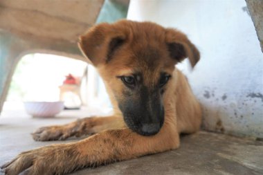 Adorable, mischievous woof puppy