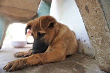 Adorable, mischievous woof puppy