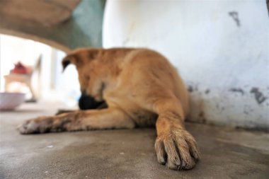 Adorable, mischievous woof puppy