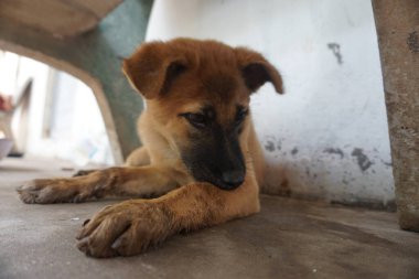 Adorable, mischievous woof puppy