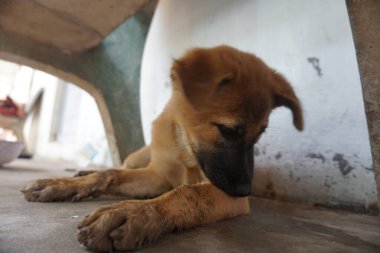 Adorable, mischievous woof puppy
