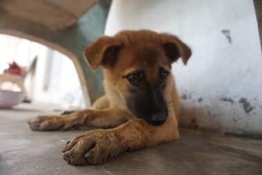 Adorable, mischievous woof puppy