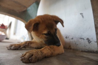 Adorable, mischievous woof puppy