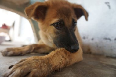 Adorable, mischievous woof puppy