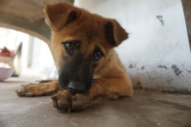 Adorable, mischievous woof puppy