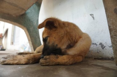 Adorable, mischievous woof puppy