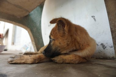 Adorable, mischievous woof puppy