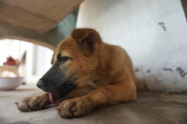 Adorable, mischievous woof puppy