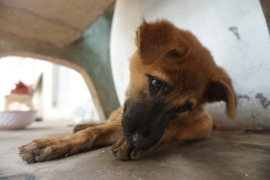 Adorable, mischievous woof puppy