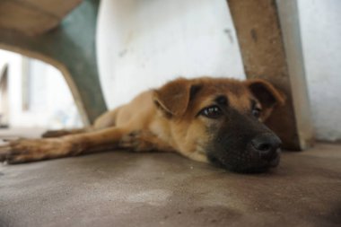Adorable, mischievous woof puppy