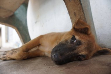 Adorable, mischievous woof puppy