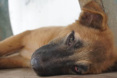 Adorable, mischievous woof puppy