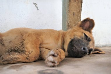 Adorable, mischievous woof puppy