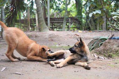 Adorable, mischievous woof puppy