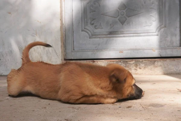 可爱的 淘气的幼犬 — 图库照片