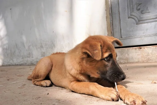 Adorable Mischievous Woof Puppy — Φωτογραφία Αρχείου