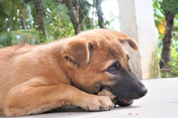 Adorable Mischievous Woof Puppy — Fotografia de Stock