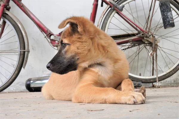 Adorable Mischievous Woof Puppy — Fotografia de Stock