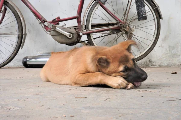 Adorable Travieso Cachorro Trama — Foto de Stock