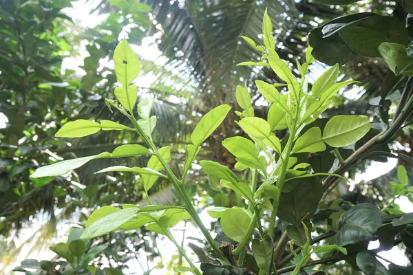 Young Branches Pomelo Tree — Stock Photo, Image