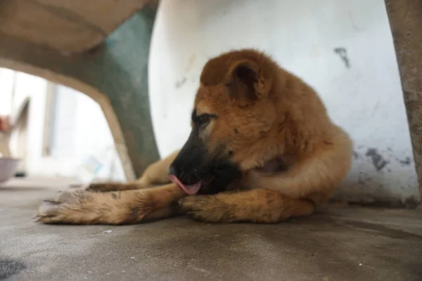 可爱的 淘气的幼犬 — 图库照片