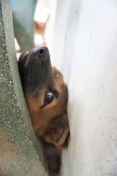 Adorable Mischievous Woof Puppy — Stock Photo, Image