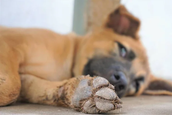 Adorable Travieso Cachorro Trama — Foto de Stock