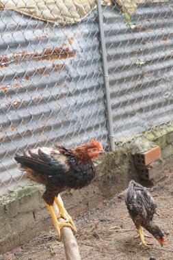 Horoz tüy uzatıyor.