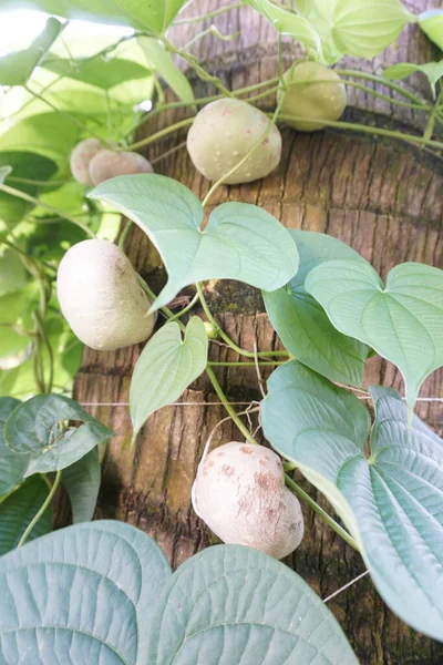 The potato plant vines on coconut tree