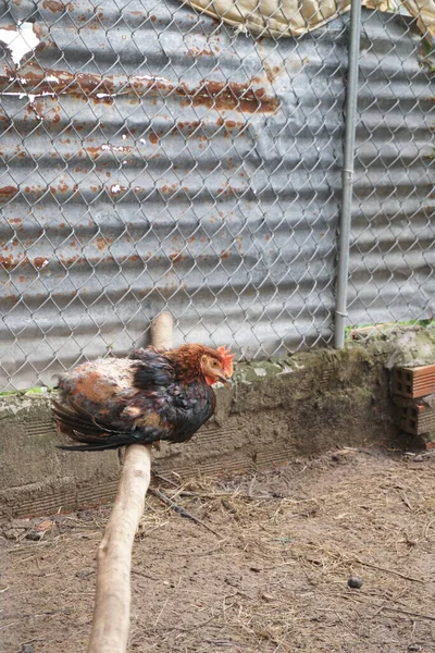 鶏の成長体の羽 — ストック写真