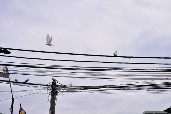 電線の鳩 — ストック写真