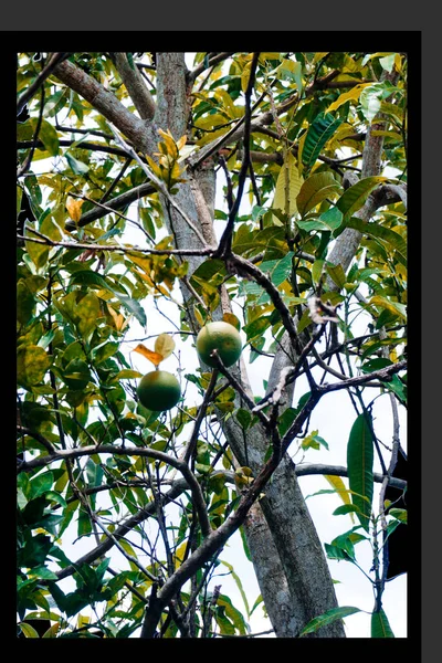 Couple Oranges Left Branch — Stok fotoğraf