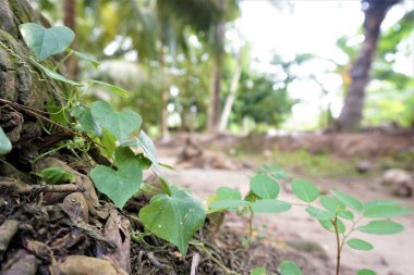 Asmalar ağaç kütüğünde yaşar.