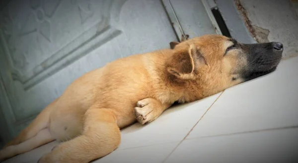 Hüzünlü Öğleden Sonra Düşünceleri Olan Köpek Yavrusu — Stok fotoğraf