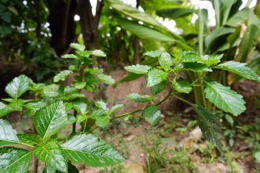 Ot bitkileri yeşil filizleniyor