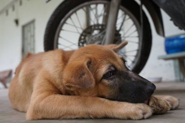 Sevimli evcil köpek her türlü resmi çeker.
