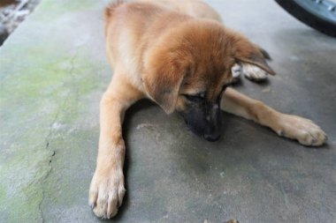 Sevimli evcil köpek her türlü resmi çeker.