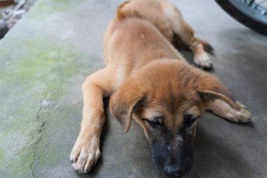 Sevimli evcil köpek her türlü resmi çeker.