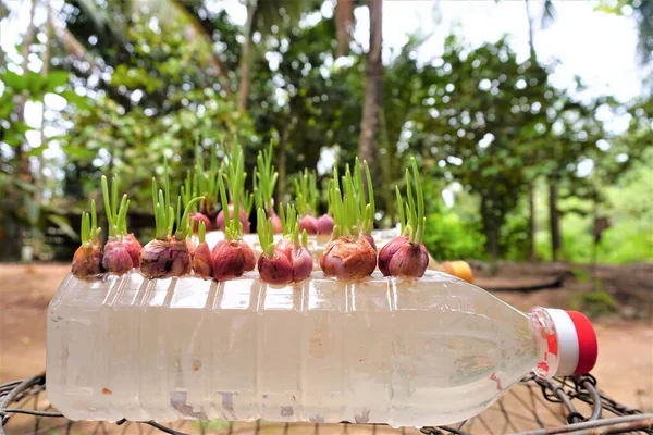 stock image Hydroponic onion plants are sprouting lush leaves