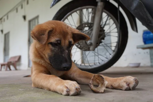 Cute Pet Dog Podjąć Wszelkiego Rodzaju Zdjęcia — Zdjęcie stockowe