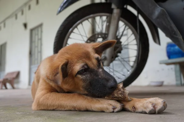 Cute Pet Dog Podjąć Wszelkiego Rodzaju Zdjęcia — Zdjęcie stockowe