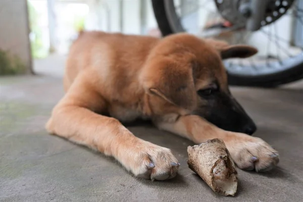 Cão Estimação Bonito Tirar Todos Tipos Fotos — Fotografia de Stock