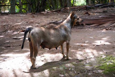 Yaramaz köpekler takımı.