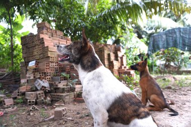 Yaramaz köpekler takımı.
