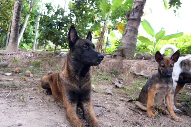 Yaramaz köpekler takımı.