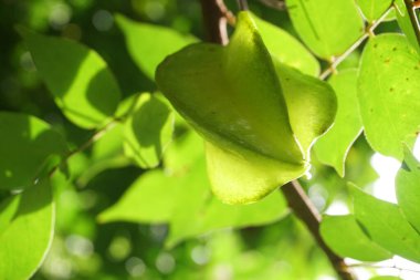 Yıldız meyvesi veya 5 parmak olarak da bilinen Carambola, Güneydoğu Asya 'ya özgü bir ağaç türü olan Averrhoa Carambola' nın meyvesidir.