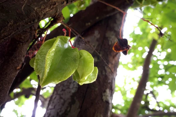 Carambola También Conocida Como Fruta Estrella Dedos Fruto Averrhoa Carambola — Foto de Stock