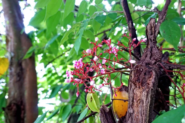 Carambola También Conocida Como Fruta Estrella Dedos Fruto Averrhoa Carambola —  Fotos de Stock